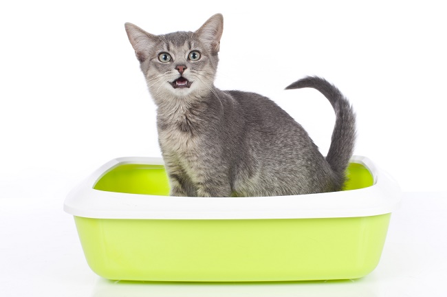 Cat sitting in litter box isolated