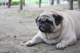 犬に食べさせてはいけない食べ物