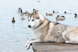 犬の「しつけ」について