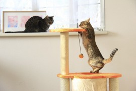 猫が自由に遊ぶことが出来る空間の作り方