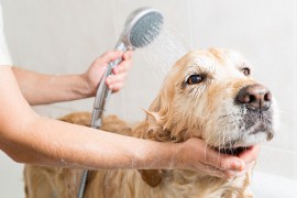 犬のシャンプーとその手順