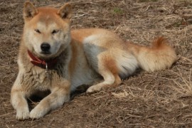 日本犬の犬種、すべて知っていますか？（秋田犬、甲斐犬、紀州犬編）