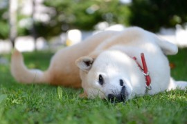 ワンちゃんのお散歩に役立つ情報（前編）