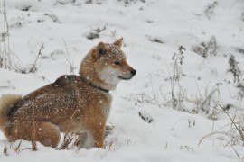 日本犬の犬種、すべて知っていますか？（四国犬、柴犬、北海道犬編）