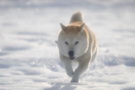 ワンちゃんのお散歩に役立つ情報（後編）