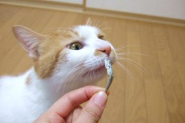 工夫を凝らして猫の食欲を改善する方法（後半）