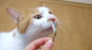 工夫を凝らして猫の食欲を改善する方法（後半）