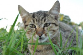 知って損なし！猫の幸福感と不快感（前編）