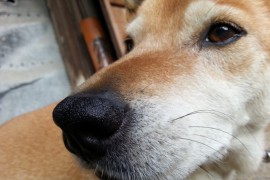 犬の鼻の形や臭覚を詳しく解説