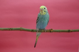 セキセイインコの飼い方や寿命は？