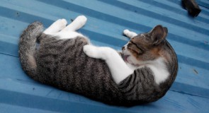 なぜ猫は自分自身を舐めるのか？