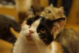 【厳選】笑える猫画像＆動画5選！（Facebook編）