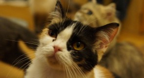 【厳選】笑える猫画像＆動画5選！（Facebook編）
