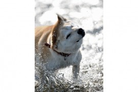 犬の入浴をする際の適正温度は？