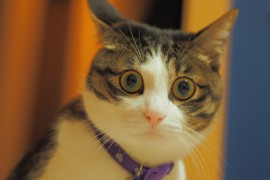 猫の免疫力を最大限高めるサプリメント5選！！