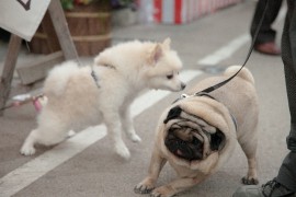 犬のリードの引っ張り癖の直し方