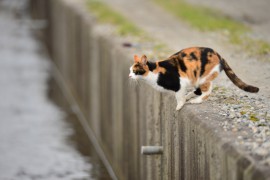 熊本地震発生！過去の災害から学ぶ、被災したペットのこと