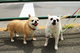 費用や普及率は！？犬、猫、ペットの「マイクロチップ」について考えてみよう！