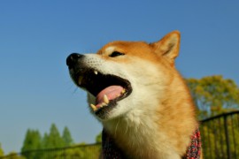 犬は、どうして雷を怖がるの？