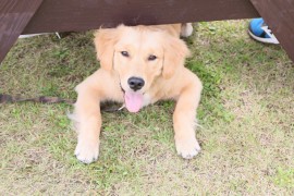 掃除が大変？抜け毛が多い犬種