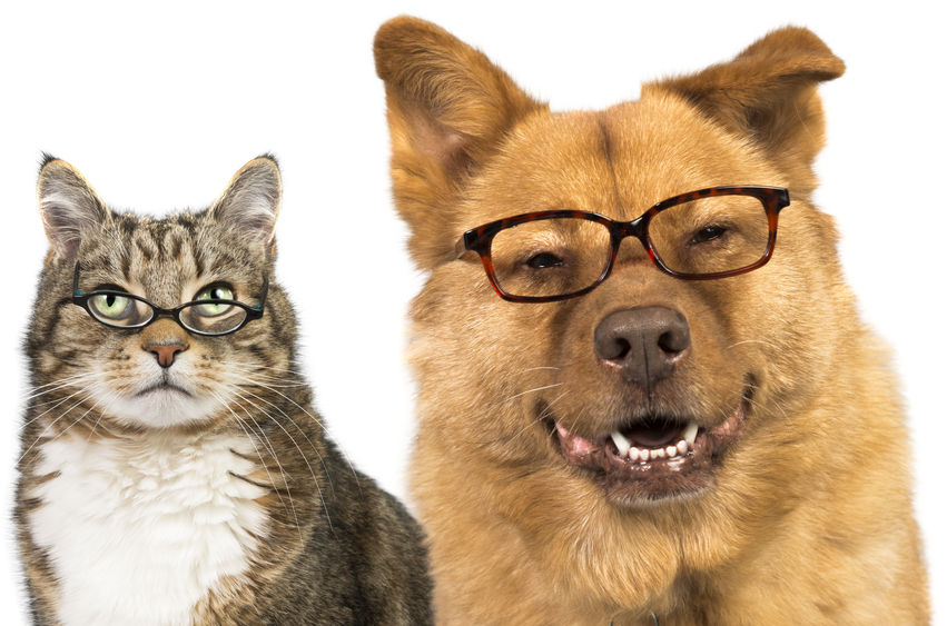 30683947 - dog and cat on white background wearing glasses