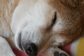 犬をリラックスさせたい人にお勧めな犬のマッサージ