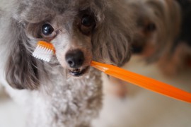 子犬の頃からの歯磨きの習慣の大切さ