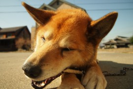 小さな子供がいる家庭にお勧めな犬種