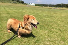 守ってあげよう！愛犬と散歩する時に気をつけること