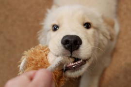 犬に食べさせてはいけない食べ物とその危険性