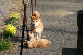 犬、猫を飼っている人の性格とは？