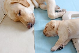 犬と泊まれるお薦めホテル３選