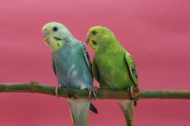 セキセイインコを飼育する際の季節ごとの注意点