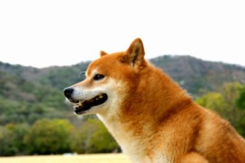 柴犬の日常のお手入れ方法（ブラッシングとシャンプー、ドライ編）