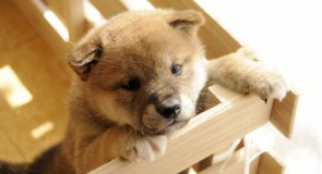 日本犬のおすすめ癒し動画、おもしろ動画