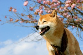 日本犬ブーム！人気柴犬ブログを紹介（まる、どんぐり、ひかりといちご）