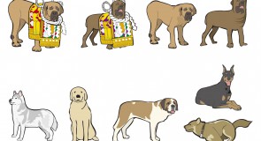 日本犬、四国犬の特徴