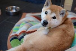 日本犬、秋田犬の性格や飼い方、特徴