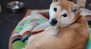 日本犬、秋田犬の性格や飼い方、特徴
