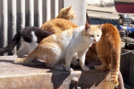 無人島を購入して日本から独立した「猫の国」を作る計画がある！？