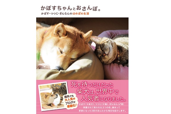 有名 日本犬 猫ブログ紹介 かぼすちゃんとおさんぽ ペット暮らし