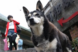 犬の里親になる際の注意点