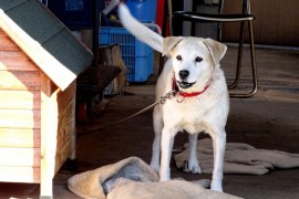 犬の予防注射の方法と費用