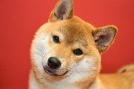 日本犬、人気柴犬「読む だいふく ちゃんねる」を紹介