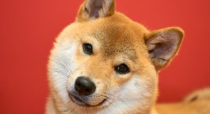 日本犬、人気柴犬「読む だいふく ちゃんねる」を紹介