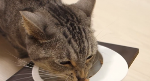 猫の餌、オススメ高級缶詰