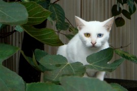 猫がオッドアイになる原因、確率は？