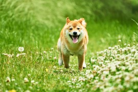 犬の食べてはいけない物一覧