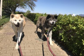 日本犬、人気秋田犬ブログ「もももの部屋」を紹介。
