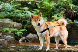日本犬、柴犬の特徴
